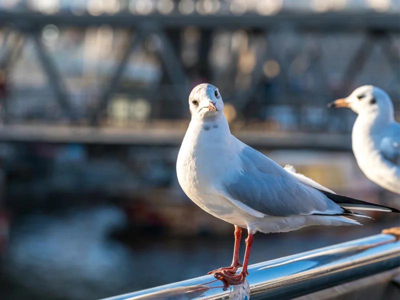 Sailotec.de Möwenabwehr Sailotec.de Möwenabwehr